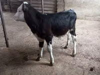 सांड, Russian Black pied cattle — फ़ोटो 3