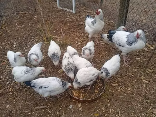სუსექსი