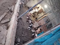 Ducks — foto 4