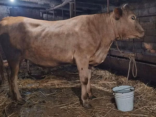 Vache, Swiss cattle