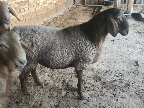 Oveja, Ovejas