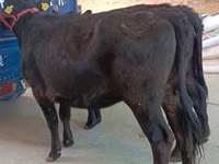 Kuh, Aberdeen-Angus — Foto 4