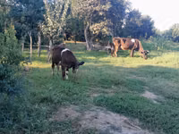 Krava, Simmental cattle — foto 7