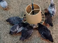 Chickens — foto 3