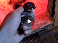 Australorp — 2-rasm