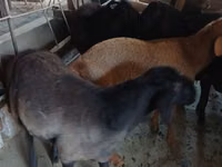 Kozioł, Boer goat — zdjęcie 6