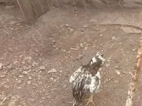 Chickens — 写真 1