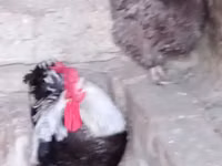 Chickens — foto 7