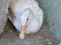 Ducks — Foto 1