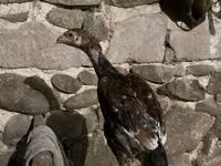 Chickens — foto 1