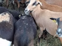 Widder, Cameroon sheep — Foto 2