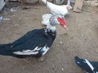 Ducks — الصورة 1