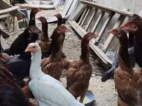 Chickens — foto 3