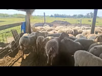 نعجة, الأغنام — الصورة 8