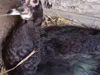 Ducks — الصورة 7