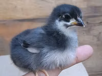 Australorp — photo 2