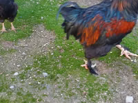 Chickens — Foto 1