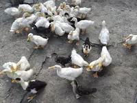 Ducks — foto 3