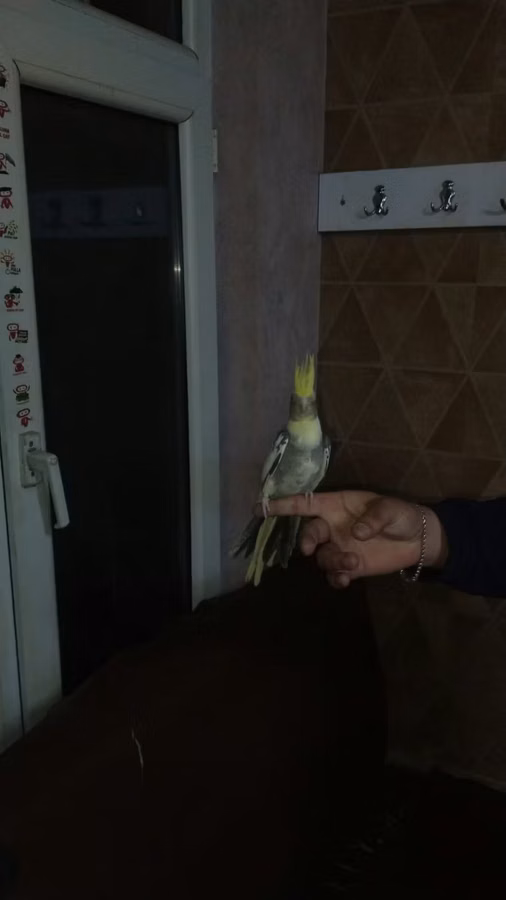 Quş qəfəsləri dəsti watsap aktivdi fikri cidi olmuyan narahat etmesin
