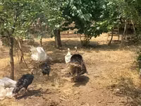 Turkeys — foto 2
