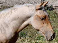 حصان, Quarter Horse — الصورة 6