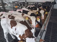 Býk, Simmental cattle — foto 1