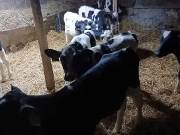 雄牛, Russian Black pied cattle