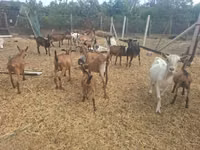 Kozioł, Nubian Goat — zdjęcie 7