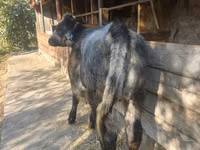 Vache, Bleue de Belgique — photo 2