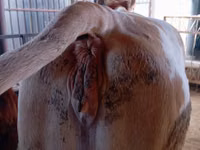 بقرة, Simmental cattle — الصورة 3