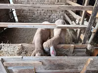 Owce (partia, płeć nieokreślona), Blackheaded Persian sheep — zdjęcie 4