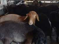 Kozioł, Boer goat — zdjęcie 4