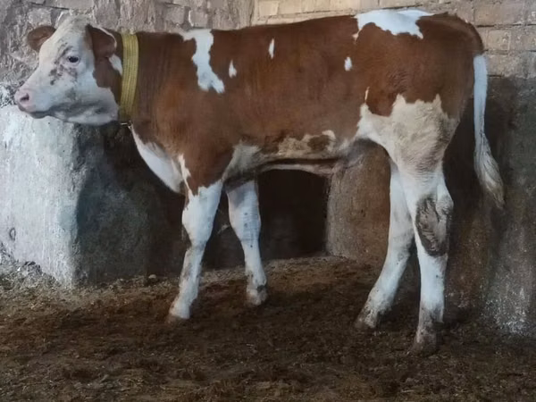 Bull, Simmental cattle