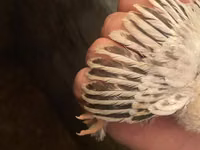 Brahma — Foto 4