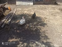 Ducks — foto 5