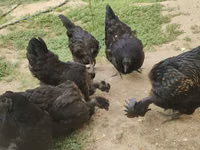 Chickens — zdjęcie 4