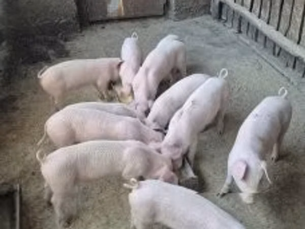 Porcs (lot, sexe non indiqué), 