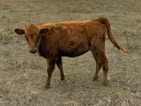 Vaca, Bovinos — foto 1