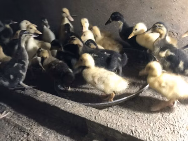 Ducks