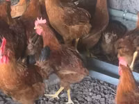 Chickens — foto 3