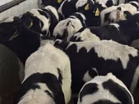 Rinder (Partie, Geschlecht nicht angegeben), Simmental cattle — Foto 4