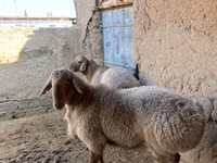 Koyunlar (parti, cinsiyet belirtilmedi), Arashan sheep — foto 5