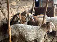 公羊, Arashan sheep — 照片 4