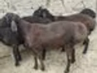 Bélier, Moutons — photo 8