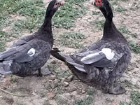 Ducks — الصورة 7