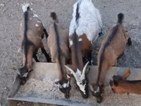 Kozioł, Pomellata goat — zdjęcie 3