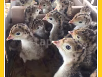 Turkeys — Foto 4