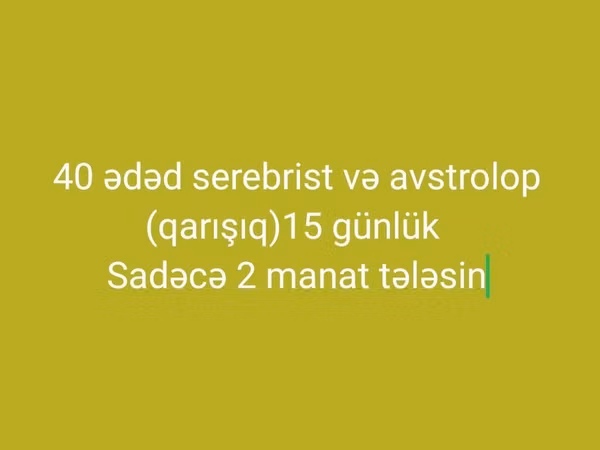 Australorp