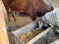 母牛, Cattle — 照片 1