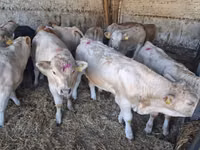 ხარი, Charolais cattle — ფოტო 6